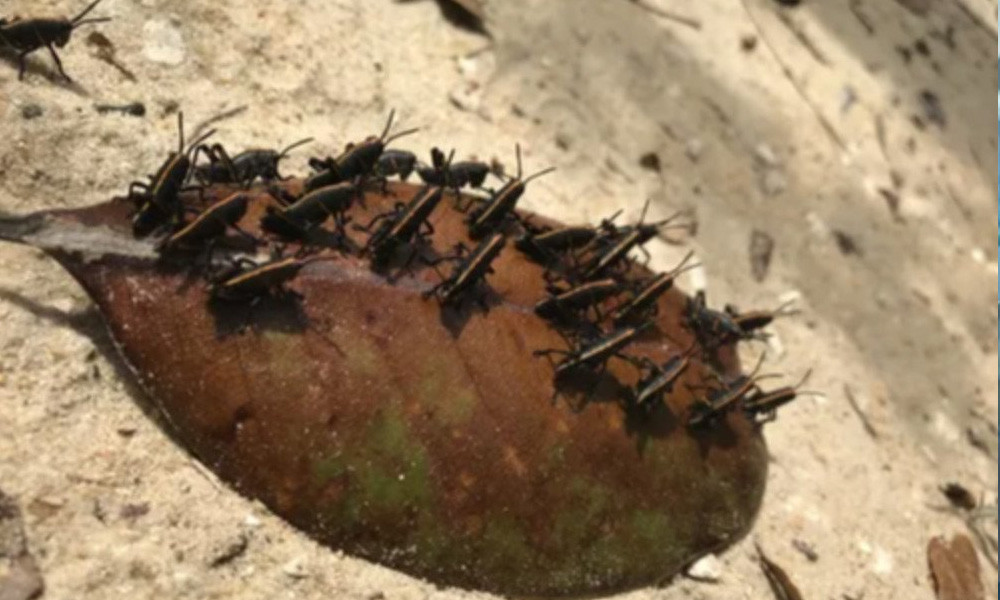 "Xác tàu đắm" là kết quả mà AI trả về cho bức ảnh này. Thực chất, “con tàu” lại là chiếc lá đang bị đám bọ nhí hè nhau khai thác.