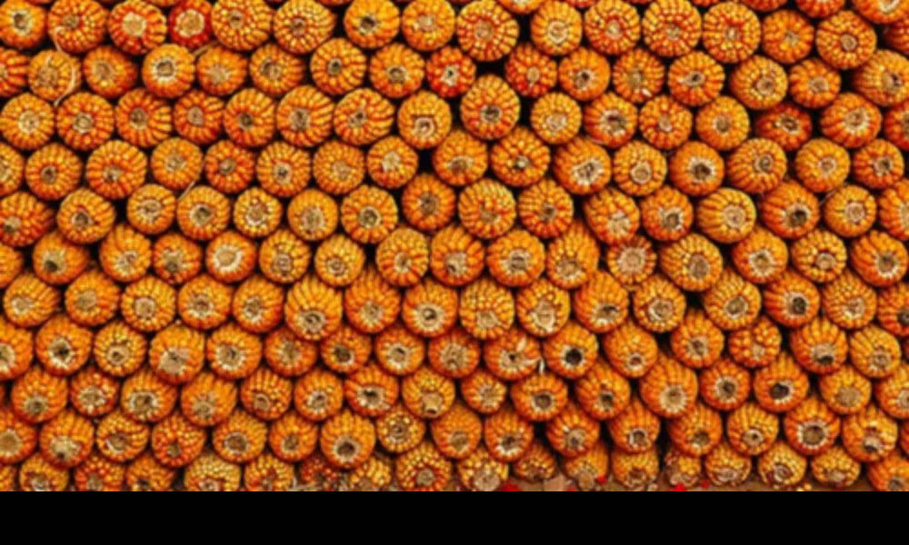 “Bọ cánh cam” là những gì AI nhận diện tấm hình này. Thứ đúng duy nhất là màu cam của những bắp ngô, còn bọ côn trùng thì trật lất. Hoặc có thể AI siêu việt này zoom lên và soi thấy những chú bọ cánh cam thật sự. Tuy vậy, thì AI này cũng cố tình “phớt lờ” đi những bắp ngô.