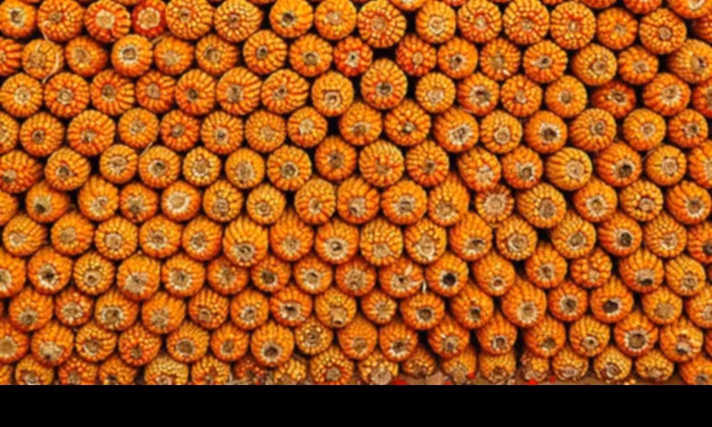 “Bọ cánh cam” là những gì AI nhận diện tấm hình này. Thứ đúng duy nhất là màu cam của những bắp ngô, còn bọ côn trùng thì trật lất. Hoặc có thể AI siêu việt này zoom lên và soi thấy những chú bọ cánh cam thật sự. Tuy vậy, thì AI này cũng cố tình “phớt lờ” đi những bắp ngô.