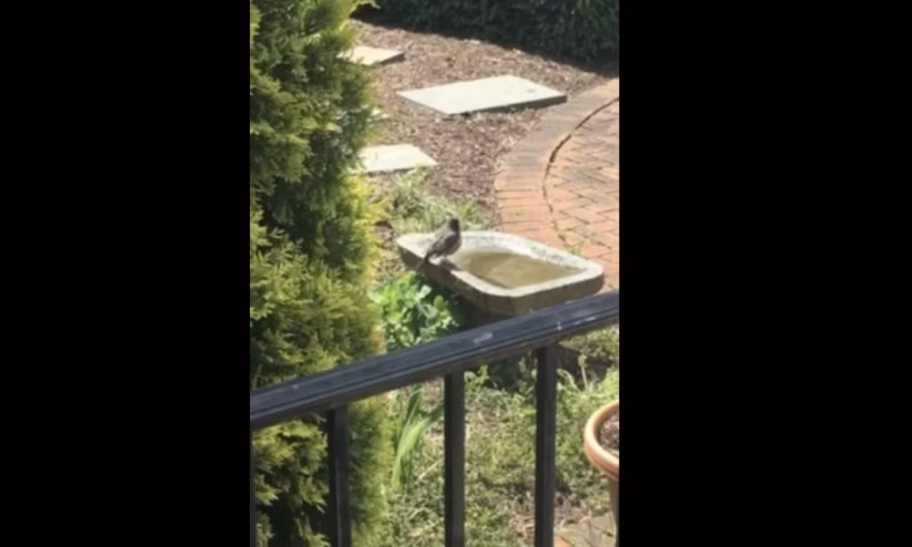 Hệ thống AI xác nhận bức ảnh này là “Đồng hồ mặt trời” trong khi thực chất, hình ảnh này là của một chiếc lan can màu đen.