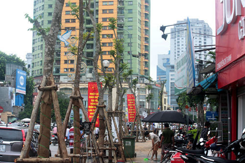 6. Hà Nội lại trồng thay thế cây trên đường Nguyễn Chí Thanh Tại cuộc họp báo sáng 30/7, Sở Xây dựng cho biết, Sở Xây dựng và các nhà khoa học thống nhất lựa chọn trồng sấu, dầu rái, sao đen, hương vườn, lát hoa. Cây được trồng chủ đạo là lát hoa, với tiêu chuẩn đường kính thân 15-18cm, chiều cao 6-8m. Sở Xây dựng dự kiến từ ngày 1/8, sẽ bắt đầu trồng lại cây trên đường Nguyễn Chí Thanh.