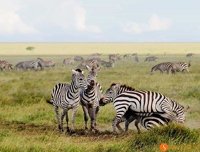 Công viên quốc gia Serengeti (Tanzania): Là một trong những khu bảo tồn động vật hoang dã nổi tiếng và lâu đời nhất ở châu Phi.
