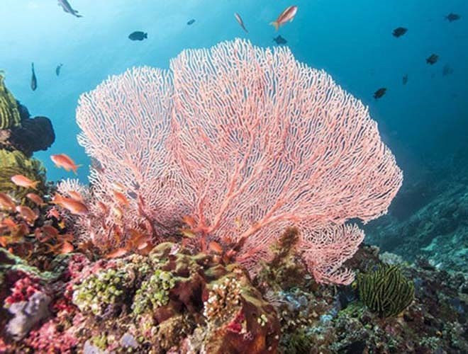 Tháng 3-2017, thuyền trưởng tàu Caledonian Sky vội vàng đưa con tàu chở 100 du khách này vào rạn đá khi thủy triều chưa lên, phá hủy 1.600 m2 san hô. Sau đó, họ còn phải gọi một tàu kéo đến giải cứu và gây thêm thiệt hại nặng nề cho hệ sinh thái mong manh này.