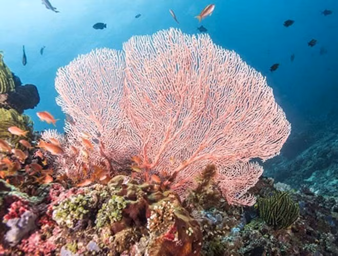 Tháng 3-2017, thuyền trưởng tàu Caledonian Sky vội vàng đưa con tàu chở 100 du khách này vào rạn đá khi thủy triều chưa lên, phá hủy 1.600 m2 san hô. Sau đó, họ còn phải gọi một tàu kéo đến giải cứu và gây thêm thiệt hại nặng nề cho hệ sinh thái mong manh này.