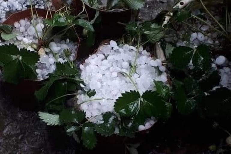 Mua da to nhu qua trung ga, hang chuc mai nha thung lo cho-Hinh-4