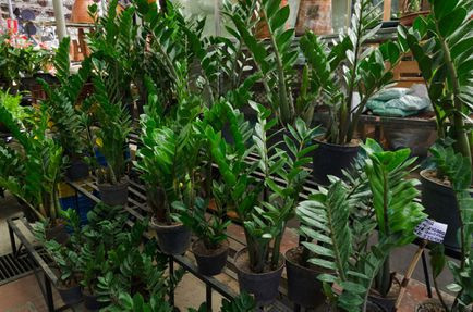 Cây kim tiền: Có xuất xứ từ châu Phi, cây kim tiền là loài cây phát triển chậm và có thể sinh trưởng tốt dưới ánh đèn huỳnh quang mà nhiều căn bếp chung cư hay sử dụng. Dù có thể sống được ở nhiều điều kiện độ ẩm, song chúng vẫn ưa sống ở nơi khô ráo.