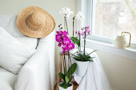 Lan hồ điệp: Phong lan ngoại lai đang xuất hiện ở khắp mọi nơi nhưng liệu nó có là sự lựa chọn phù hợp cho một căn hộ chung cư? Trước hết, loại cây phù hợp nhất cho không gian nhỏ của căn hộ chung cư có thể là cây có khối màu lớn. Thứ hai, sự khác biệt lớn nhất giữa việc chăm sóc phong lan và các loài cây trồng trong nhà khác là lan không mọc lên từ đất, mà chúng cần một hỗn hợp chất liệu cứng, như vỏ dừa hay một đoạn thân cây, giúp không khí có thể len vào rễ. Chưa kể, lan hồ điệp ưa mức nhiệt độ tương tự như con người nên bạn không phải quá quan tâm đến hóa đơn tiền điện. Nhiệt độ thấp vào ban đêm thậm chí còn kích thích hoa nở dễ dàng hơn. Một khay chứa đầy sỏi và nước sẽ giúp giữ ẩm cho chậu lan hồ điệp, và hãy đặt nó ở cửa sổ hướng nam hoặc đông để những bông hoa lan của bạn luôn rạng ngời.