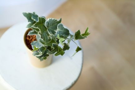 Cây thường xuân: Cây thường xuân là một loại cây có sức sống mạnh mẽ, dẻo dai. Chúng chịu được mọi nhiệt độ trong nhà, mức ánh sáng cao hoặc thấp và đất ẩm hoặc khô. Cây thường xuân truyền thống, với những chiếc lá màu xanh đậm và răng cưa, trở nên rất thu hút khi đặt trong không gian căn hộ chung cư. Bạn cũng có thể tìm thấy nhiều giống cây thường xuân khác với lá màu trắng hoặc vàng, lá nhăn hoặc xù xì,… tùy theo sở thích và nhu cầu của bạn.