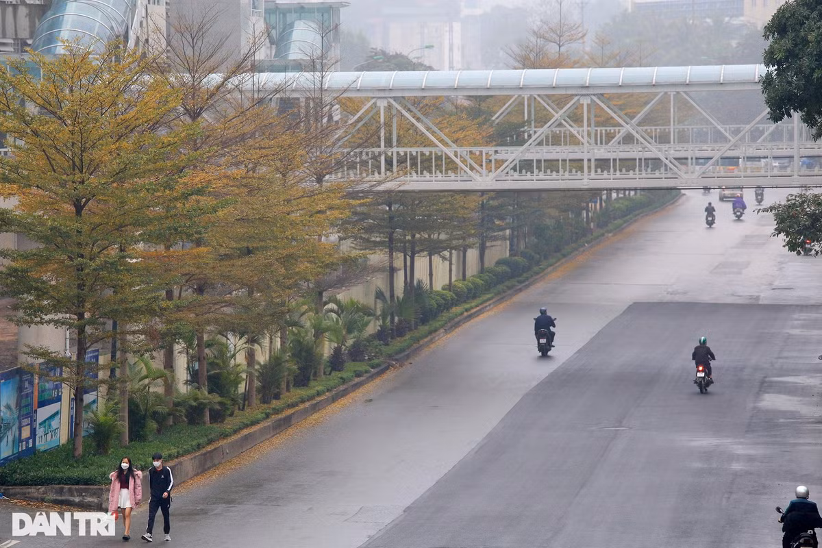 Hàng cây trước cổng Trường Đại học Giao thông vận tải.