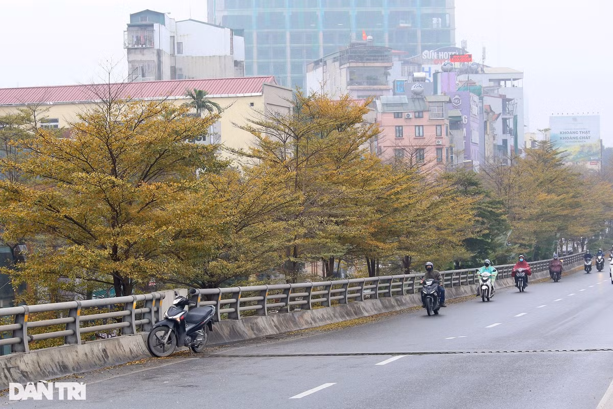 Bàng lá nhỏ ngày càng được ưa chuộng vì hình dáng thẳng, tán lá đẹp, lá nhỏ li ti, khi rụng ít gây ô nhiễm, vì vậy cây được trồng lấy bóng mát ở khắp mọi nơi chẳng hạn như trường học, công viên, đường phố, các khu đô thị, khu du lịch, dự án nhà ở, trồng cây xanh cho ngân hàng, khu công nghiệp, vỉa hè, công viên.
