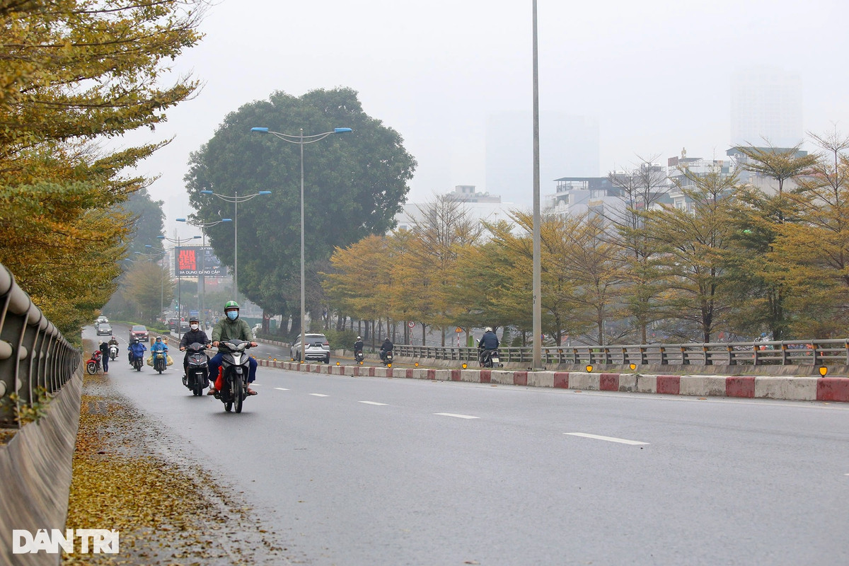 Cây có tán lá đẹp, nhỏ gọn, các cành ngắn, mọc theo hướng chếch lên tạo vòm tán vừa phải, không tốn nhiều diện tích, phù hợp trong điều kiện không gian ngày càng bị thu hẹp. Bàng lá nhỏ có quả nhỏ, lá nhỏ nên khi rụng ít gây ô nhiễm hơn cây bàng ta.