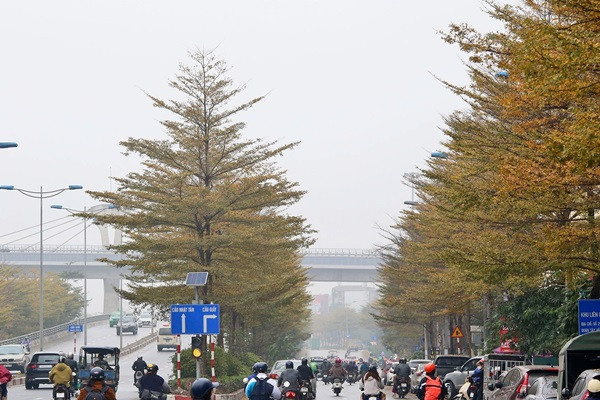 Đường vành đai 2 bắt đầu từ đoạn đường dẫn lên đường trên cao (ngã tư Láng - Cầu Giấy - Bưởi), ba hàng cây bàng lá nhỏ đang chuyển màu vàng thu hút người dân đi đường.