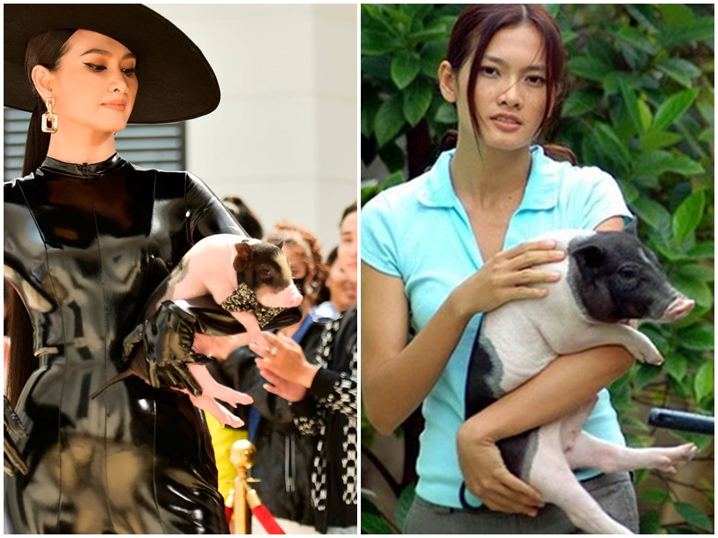 Hình ảnh Anh Thư bế heo trên thảm đỏ gợi nhớ lại hình ảnh của người đẹp trong bộ phim “Tuyết nhiệt đới”. Ảnh: Vietnamnet, Phụ nữ pháp luật