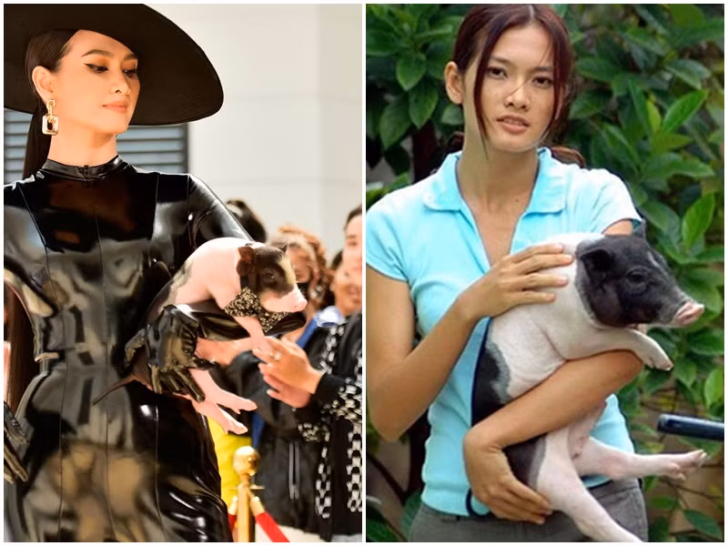 Hình ảnh Anh Thư bế heo trên thảm đỏ gợi nhớ lại hình ảnh của người đẹp trong bộ phim “Tuyết nhiệt đới”. Ảnh: Vietnamnet, Phụ nữ pháp luật