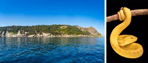 3. Đảo rắn: Nơi này là ngôi nhà của một trong những loài rắn có nọc độc nguy hiểm nhất thế giới, Golden Lancehead. Ước tính trên hòn đảo này có hơn 4000 loài rắn khác nhau, nghĩa là cứ mỗi 1 mét vuông thì có một con rắn xuất hiện. Nơi này nguy hiểm đến mức chính phủ Brazil đã cấm tất cả du khách đến đây.