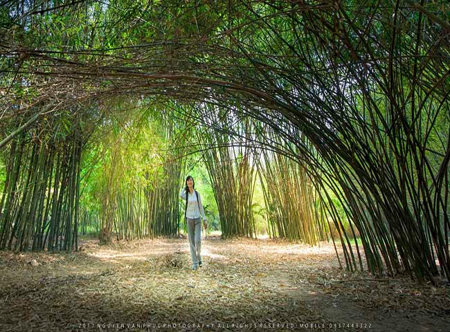 Làng tre Phú An: Nếu như du khách cảm thấy quá ngột ngạt với những tòa nhà cao tầng, khó bụi quanh năm, muốn thở phào hít chút không khí trong lành của làng quê xanh mát, của những bụi tre làng thuở ấu thơ, đừng quên đến với làng tre Phú An. Đây là nơi lưu giữ khoảng 1.500 bụi của hơn 300 mẫu tre, trúc, nứa. Nếu như không có ý muốn nghiên cứu về tre, nơi đây cũng rất hấp dẫn để du khách trải nghiệm cảm giác tiếng chân mình trên biển lá tre khô, không khí mát rượi khi đi dưới tán tre.