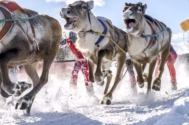 6. Tham gia giải đua vô địch tuần lộc: Người bản địa nơi đây thực sự không hề nói quá khi kể rằng số lượng tuần lộc tại Lapland còn nhiều hơn cả số người đang sinh sống. Ở Lapland có khoảng 203.000 con tuần lộc nhưng chỉ có khoảng 183.000 dân. Hàng năm vào giữa tháng 12, Lapland tổ chức giải đua vô địch tuần lộc. Những con tuần lộc được huấn luyện đặc biệt có khả năng trượt tuyết lên tới 60km/h. Du khách có thể ngồi sau những cỗ xe kéo tuần lộc được điều khiển bởi người Sámi và trải nghiệm hành trình đua có 1-0-2 này.