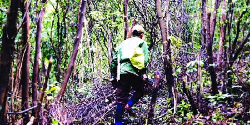 "Kho vàng thô" trên đỉnh Hoành Sơn Chăm sóc, gìn giữ rồi nuôi sống lại những “miệng trầm” của 20 năm trở về trước là công việc hiện nay của một số phụ nuôi trầm ở đỉnh sương mù Hoành Sơn (Quảng Trạch, Quảng Bình). Muốn có được gốc trầm “khủng” - những “kho vàng thô”, lộc hiếm chốn thâm sơn thì phu trầm phải ngược rừng để đi “săn” - Ảnh nguồn: PLVN.