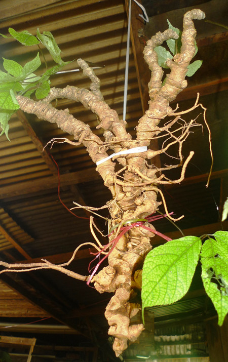 Giá của loại sâm Ngọc Linh rừng tự nhiên, rẻ nhất cũng lên tới 120 triệu đồng/kg, loại cao cấp hơn (củ từ 1,5kg trở lên) giá ở mức 400 triệu đồng/kg. Loại sâm Ngọc Linh rừng được các đại gia săn lùng ráo riết, đặc biệt là sâm rừng loại khủng để về tẩm bổ hoặc làm quà biếu tặng - Ảnh nguồn: VnExpress.