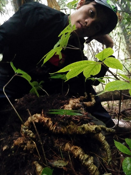  Sâm Ngọc Linh rừng Theo đông y, trong 4 loại dược liệu quý hiếm gồm sâm, nhung, quế, phụ, nhân sâm là loại được xếp đầu tiên. Trong đó, sâm Ngọc Linh được đánh giá là loài sâm tốt nhất thế giới hiện nay. Loại sâm Ngọc Linh này thường mọc ở vùng núi Ngọc Linh (Quảng Nam) - Ảnh nguồn: VnExpress.