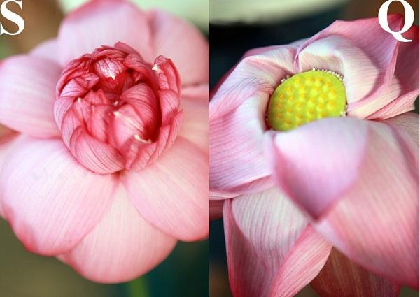 Phan biet hoa sen va hoa quy chi voi cach don gian