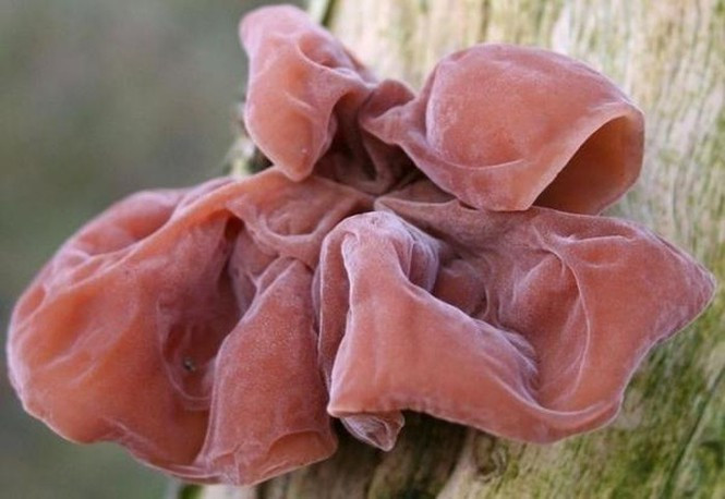 Thuc pham doc vo cung, them den may cung khong nen an-Hinh-5