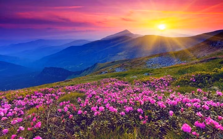 Thung lũng hoa ở Ấn Độ bao gồm những thảm hoa và thảm thực vật khổng lồ được bao quanh bởi các đỉnh núi cao chót vót của dãy Himalaya.