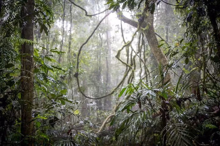 Rừng nhiệt đới Gondwana, Australia. Kỳ quan rộng lớn này nằm ở phía nam. Ngay cả những con khủng long lâu đời nhất cũng không thể xuất hiện trước khu rừng nhiệt đới này.