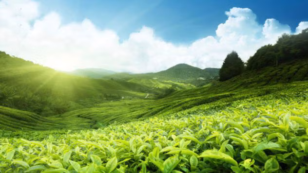 5. Truyền thuyết kinh dị về Thiếu Lâm Tự: Truyền thuyết kể rằng sau khi vào Trung Quốc truyền bá Phật giáo và lập ra Thiếu Lâm, Bồ Đề Đạt Ma đã quyết định tịnh tu ở trong 1 hang động gần ngôi chùa này. Ở đây ông đã ngồi liên tục 9 năm cạnh 1 phiến đá, không ăn không uống không ngủ. Tuy nhiên, vào năm thứ 9, ông đã ngủ gật và để tự kỷ luật mình, ông đã cắt đi mí mắt của mình. Sau đó, nơi ông cắt mí mắt đã mọc ra 1 cây trà. Theo tương truyền vì vùng ông tu gần 1 vườn trà nên bụi trà sau khi thu hoạch đã bay khắp nơi, trong đó có hang động và rơi vào mí mắt ông, giúp ông tỉnh suốt nhiều năm liền.