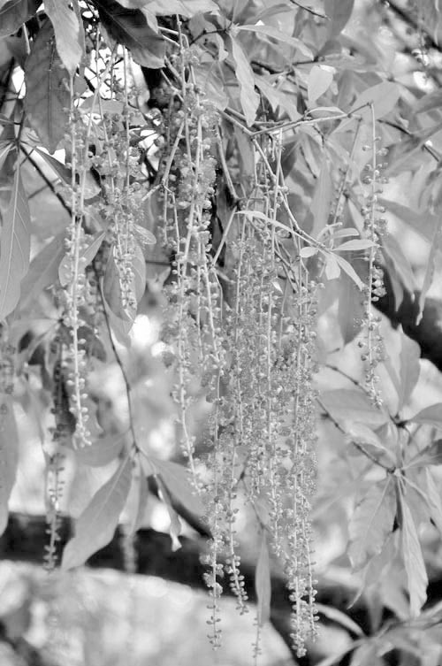 Vi sao muoi sinh soi o cay loc vung?