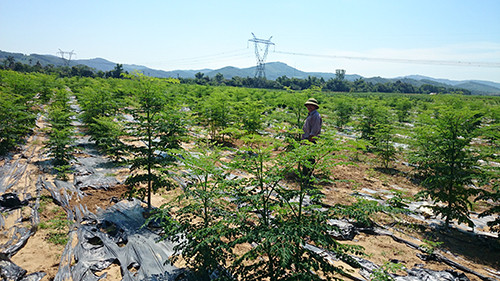 Trong chum ngay, dan ngheo bi boc lot-Hinh-2