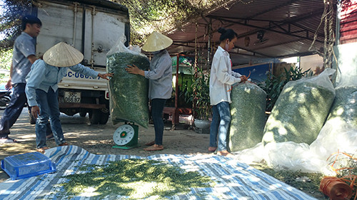 Trong chum ngay, dan ngheo bi boc lot