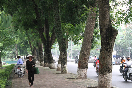 Kham pha it biet ve cong dung cua cay xanh