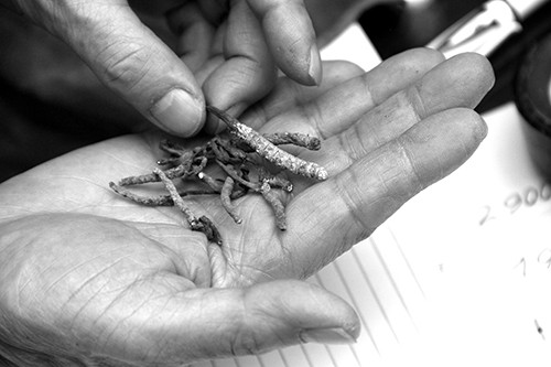 Su dung dong trung ha thao the nao cho dung?