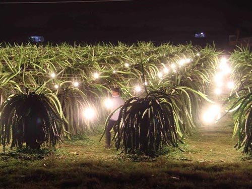 Den dieu khien khien cay de trai vu o Viet Nam