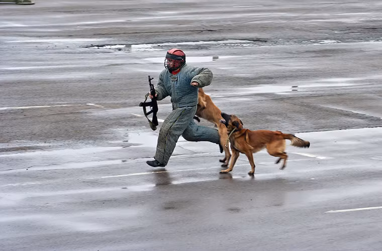 Trong ảnh là chó nghiệp vụ K9 của cảnh sát Nga tấn công một đối tượng được trang bị cả súng trường tấn công AK mà không có một chút sợ hãi. Nguồn ảnh: Sputnik.