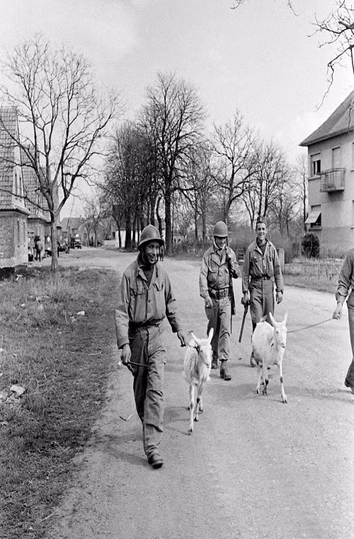 Các binh sĩ Đồng Minh thậm chí còn khá vui vẻ với những con dê tìm được ở miền Nam nước Đức, có lẽ chiến tranh chưa từng trải qua ở khu vực này.