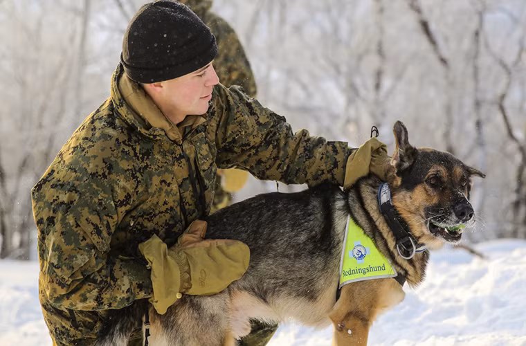 Hình ảnh một lính thủy đánh bộ Mỹ trong một đợt huấn luyện tại vùng Skoganvarre, Na Uy. Cạnh đó là một chú chó nghiệp vụ thuộc lực lượng tìm kiếm cứu nạn Na Uy.