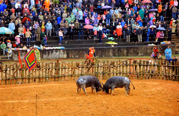 Ngung to chuc Le hoi Choi trau Phu Ninh 2020, phong chong dich benh Corona