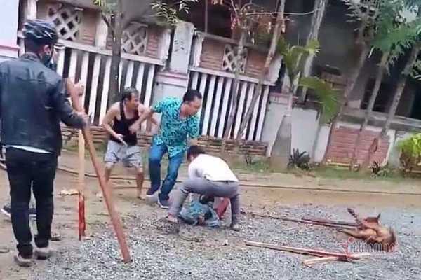 Cho pitbull dien cuong can nguoi: Chu nhan chiu trach nhiem the nao?