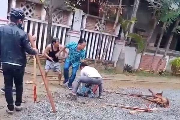 Cho pitbull dien cuong can nguoi: Chu nhan chiu trach nhiem the nao?