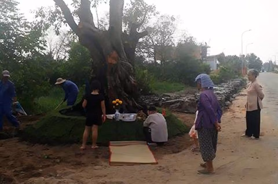 Người dân vui mừng"đón" cây Sộp trở về vị trí cũ.