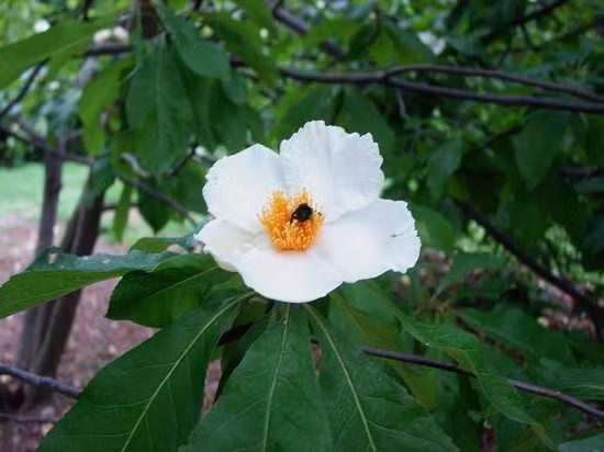 4. Cây Franklin: Hiếm và tuyệt chủng từ thế kỷ 19, loài cây này có lá chuyển sang màu đỏ tươi khi mùa thu đến.