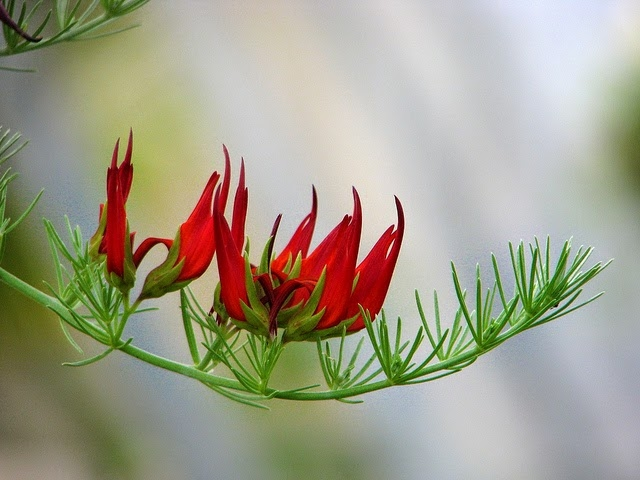 5. Hoa mỏ vẹt: Hiếm gặp từ năm 1884, quê hương là quần đảo Canary, phụ thuộc vào chim Sunbirds để thụ phấn, nhưng đã thất bại trong các thí nghiệm.