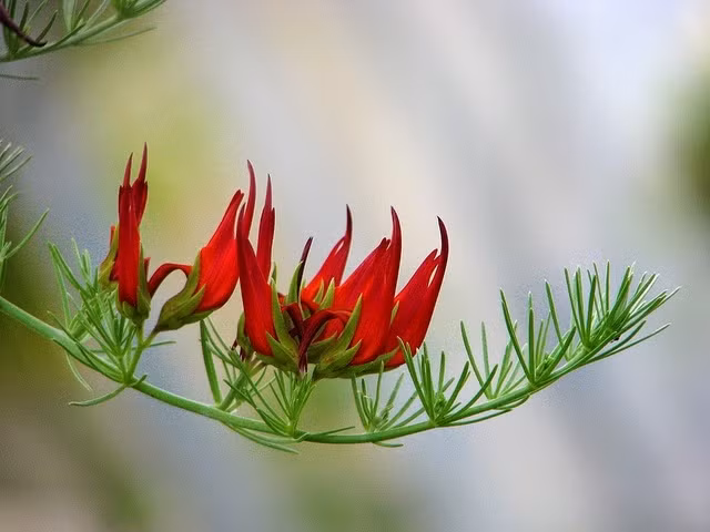 5. Hoa mỏ vẹt: Hiếm gặp từ năm 1884, quê hương là quần đảo Canary, phụ thuộc vào chim Sunbirds để thụ phấn, nhưng đã thất bại trong các thí nghiệm.