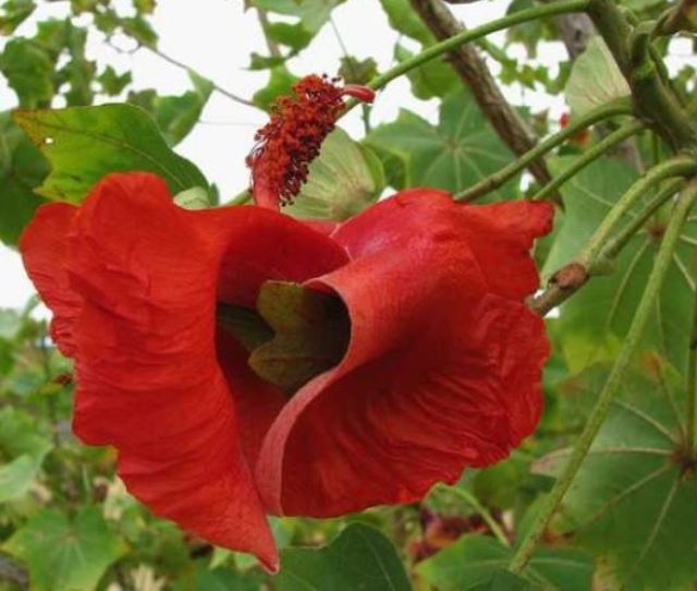 7. Hoa Koki'o: Quý hiếm và tuyệt chủng ở Hawaii, một cá thể sống sót duy nhất đã được cứu và ghép thành 23 cây tồn tại ngày nay.