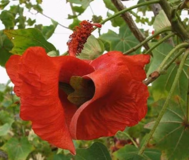 7. Hoa Koki'o: Quý hiếm và tuyệt chủng ở Hawaii, một cá thể sống sót duy nhất đã được cứu và ghép thành 23 cây tồn tại ngày nay.