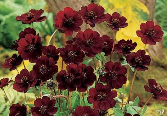 6. Cúc vạn thọ: Tuyệt chủng từ hơn một trăm năm, loài hoa quý hiếm này được nhân giống và trồng để làm cảnh.