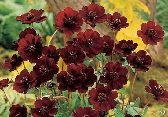 6. Cúc vạn thọ: Tuyệt chủng từ hơn một trăm năm, loài hoa quý hiếm này được nhân giống và trồng để làm cảnh.