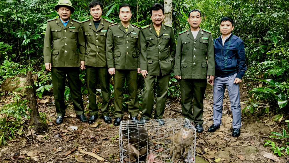 Ngày 11/1, Hạt Kiểm lâm Lạng Giang - TP Bắc Giang phối hợp với Phòng Thanh tra - Pháp Chế, Chi cục Kiểm lâm Bắc Giang; Ban Quản lý Bảo tồn Tây Yên Tử; UBND thị trấn Tây Yên Tử, huyện Sơn Động (Bắc Giang) đã thả 2 cá thể khỉ, trong đó có một cá thể khỉ đuôi lợn và một cá thể khỉ mặt đỏ, về môi trường rừng tự nhiên khu vực thị trấn Tây Yên Tử.